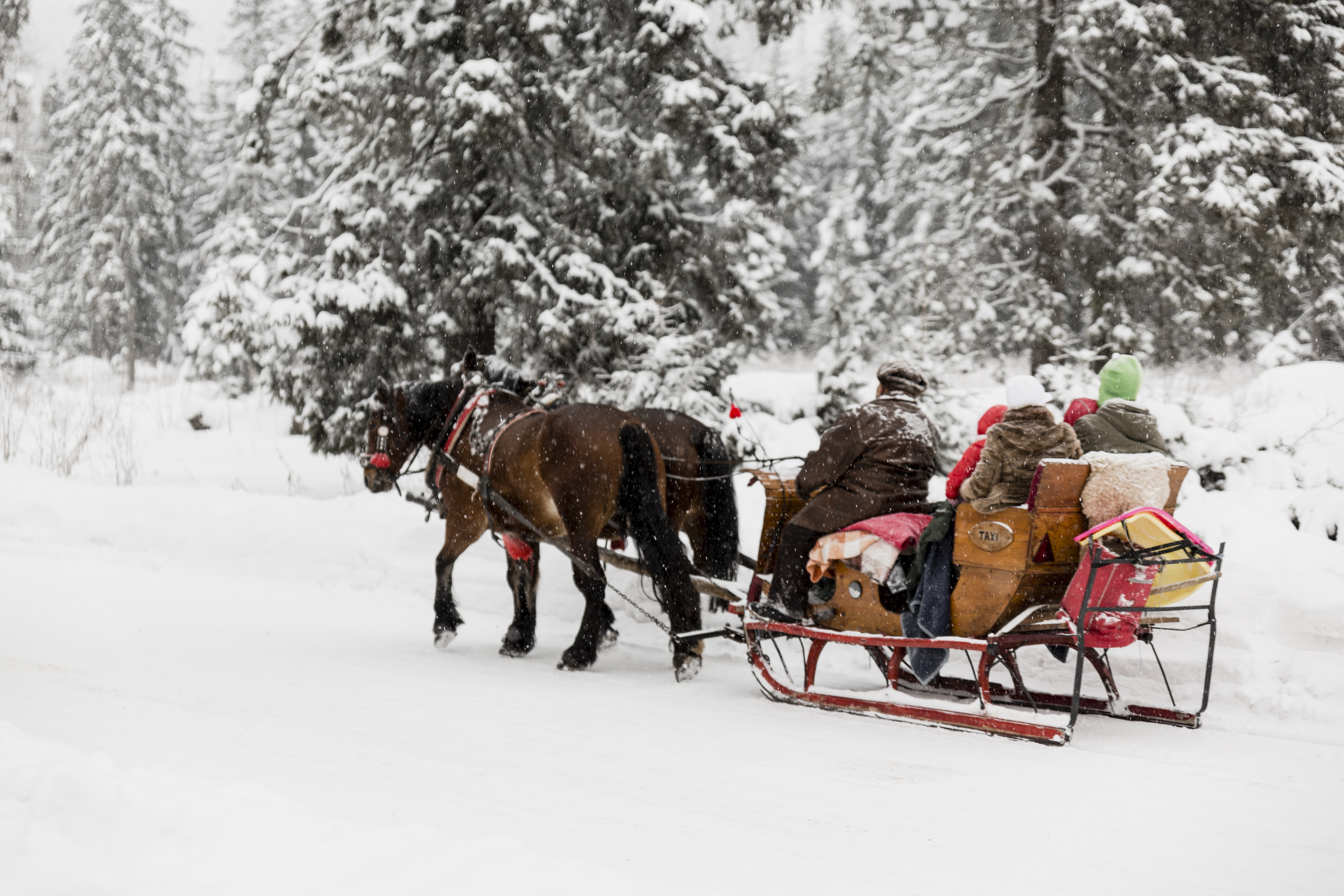 Kulig w Krynicy - 290 zł/os. 